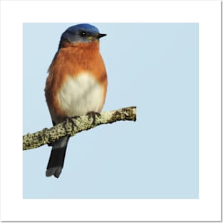 Eastern Bluebird Posters and Art